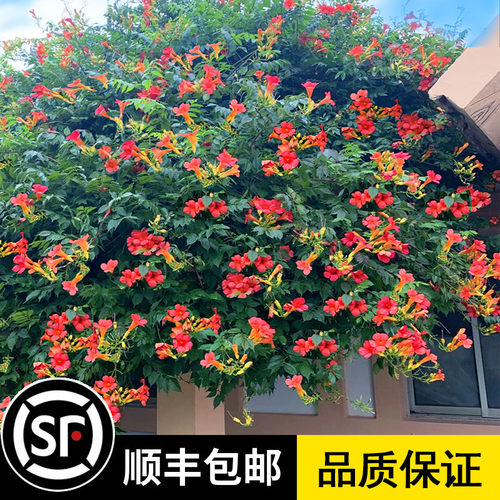 凌霄花苗爬藤植物庭院耐寒藤本花卉攀援植物老桩花卉炮仗花凌霄花