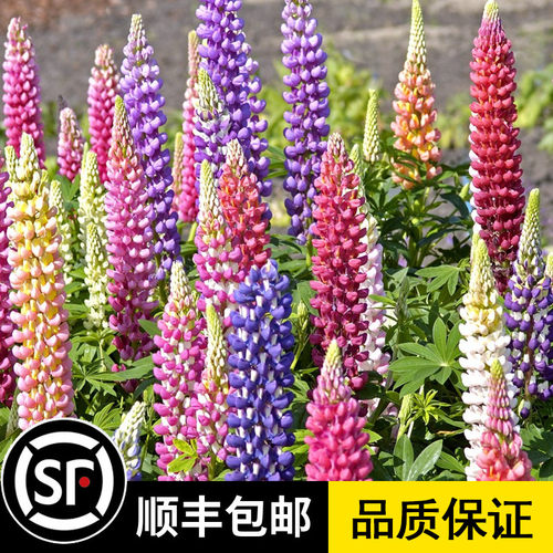 庭院花海  观花植物 四季播种 多季节开花