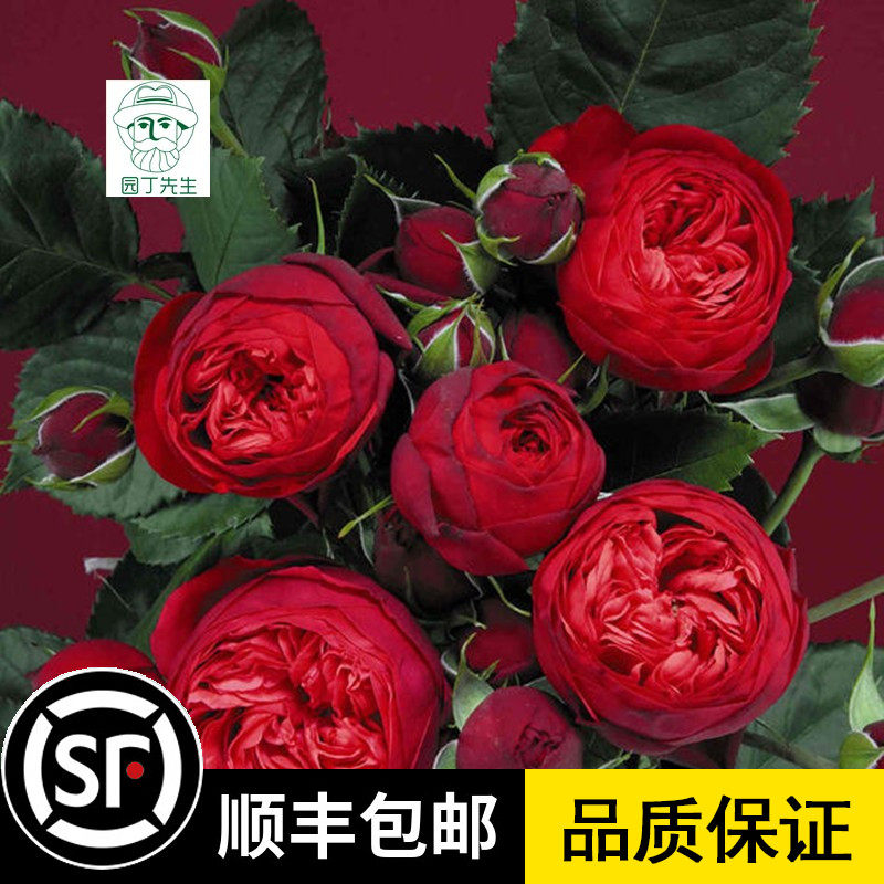 月季红钢琴 切花灌木欧月 阳台月季盆栽四季花卉 玫瑰花卉花