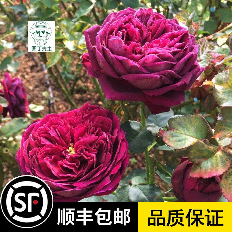 月季花苗 王子月季花苗大花浓香灌木切花暗红色四季玫瑰花浓香型