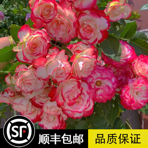 摩纳哥公爵月季花大苗盆栽灌木复色丰花多季花卉耐热抗病会变色