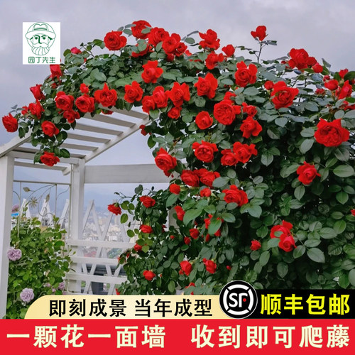 佛罗伦蒂娜藤本月季花大苗玫瑰盆栽开正红花阳台庭院围墙爬藤蔷薇