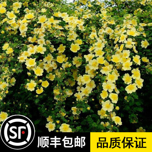 庭院花海  观花植物 四季播种 多季节开花