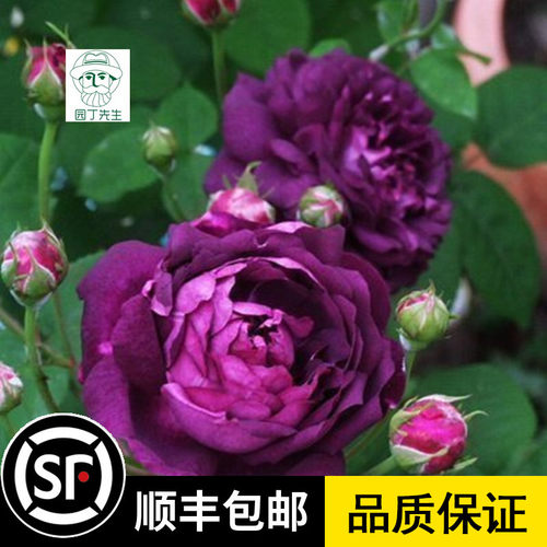欧洲月季 保证品种 花期带花 原土发货