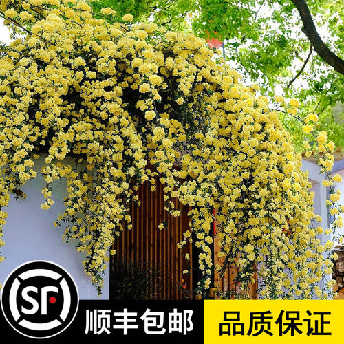 木香花苗爬藤植物浓型红白