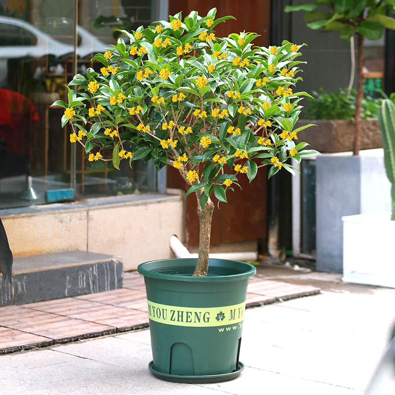 四季庭院天香台阁大型花卉