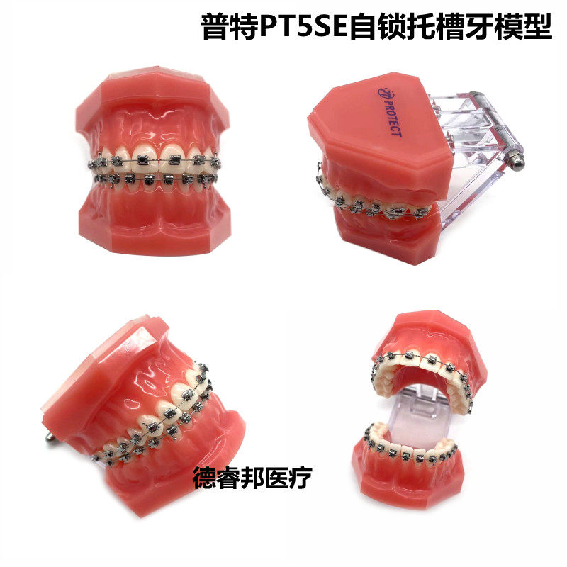 牙科普特PT5SE5代自锁托槽牙模型 1031-26口腔正畸医患沟通矫正