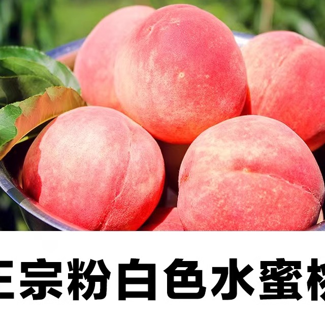 正宗仙居水蜜桃奉化桃子现摘现发新鲜水果当季整箱兑大桃子孕妇