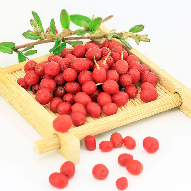 软糖胡颓子 日本引进品种纯甜羊奶果 花叶胡颓子常绿 庭院 果可食