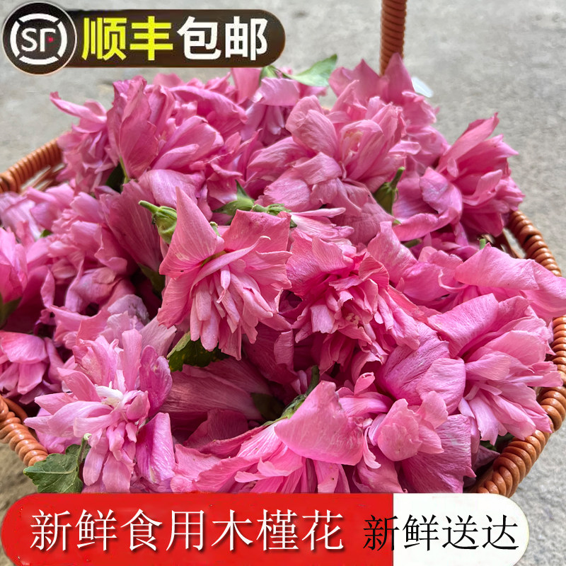 木槿花食用新鲜江西赣州猪篙花现摘蔬菜花瘦肉煮汤新鲜花猪膏花
