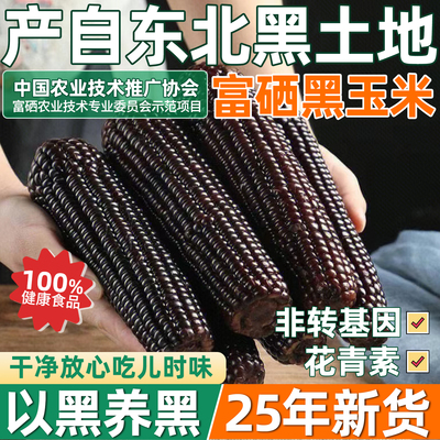 新玉米东北小园农家黑玉米香黏粘真空饱腹感黏玉米营养早餐富硒