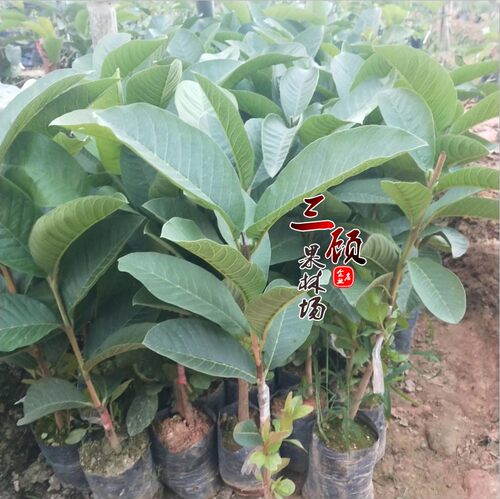 台湾四季粉红蜜芭乐苗红心嫁接苗