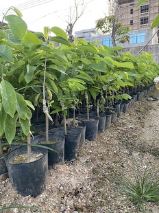 台湾释迦苗榴莲释迦树苗佛陀果苗林檎树苗AP释迦嫁接苗番荔枝果苗