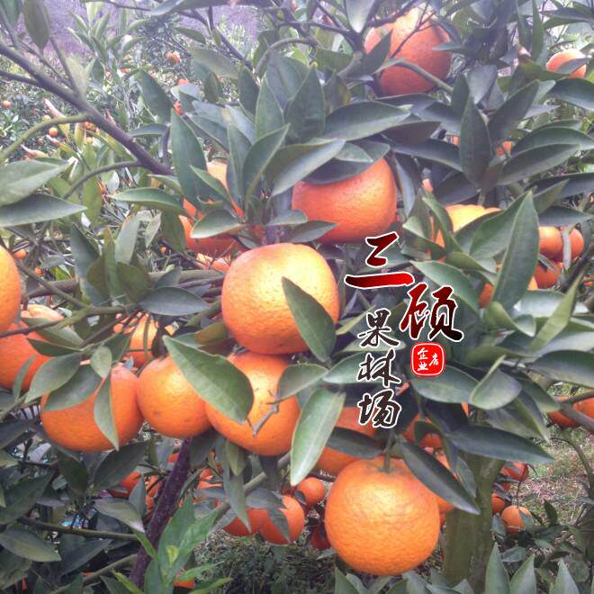 潮州蕉柑树苗 蕉柑苗 橘子树苗 埔优品种碰柑嫁接苗水果树苗 - 实物图