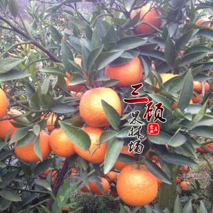 潮州蕉柑树苗 蕉柑苗 橘子树苗 埔优品种碰柑嫁接苗水果树苗