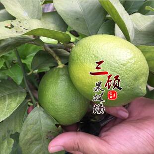 柠檬苗树苗台湾香水柠檬苗 无籽青柠檬苗嫁 接果树苗当年结果盆栽