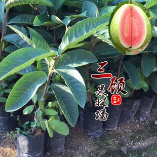 台湾四季红心西瓜红芭乐苗 嫁接苗 硬果番石榴嫁接果树苗当年结果