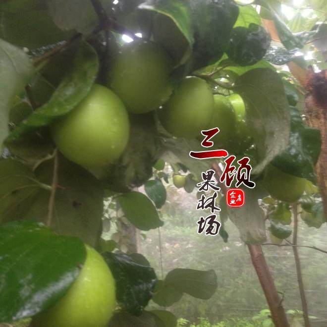 台湾大青枣果树苗中叶盆栽地栽