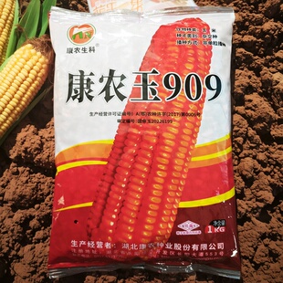 康农玉909玉米种子矮杆特大穗抗倒伏春夏播白轴杂交包谷玉米种子