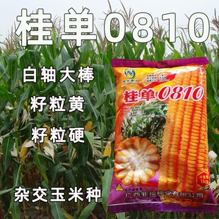 桂单0810杂交玉米种子白轴硬粒型适合杂交饲料玉米种