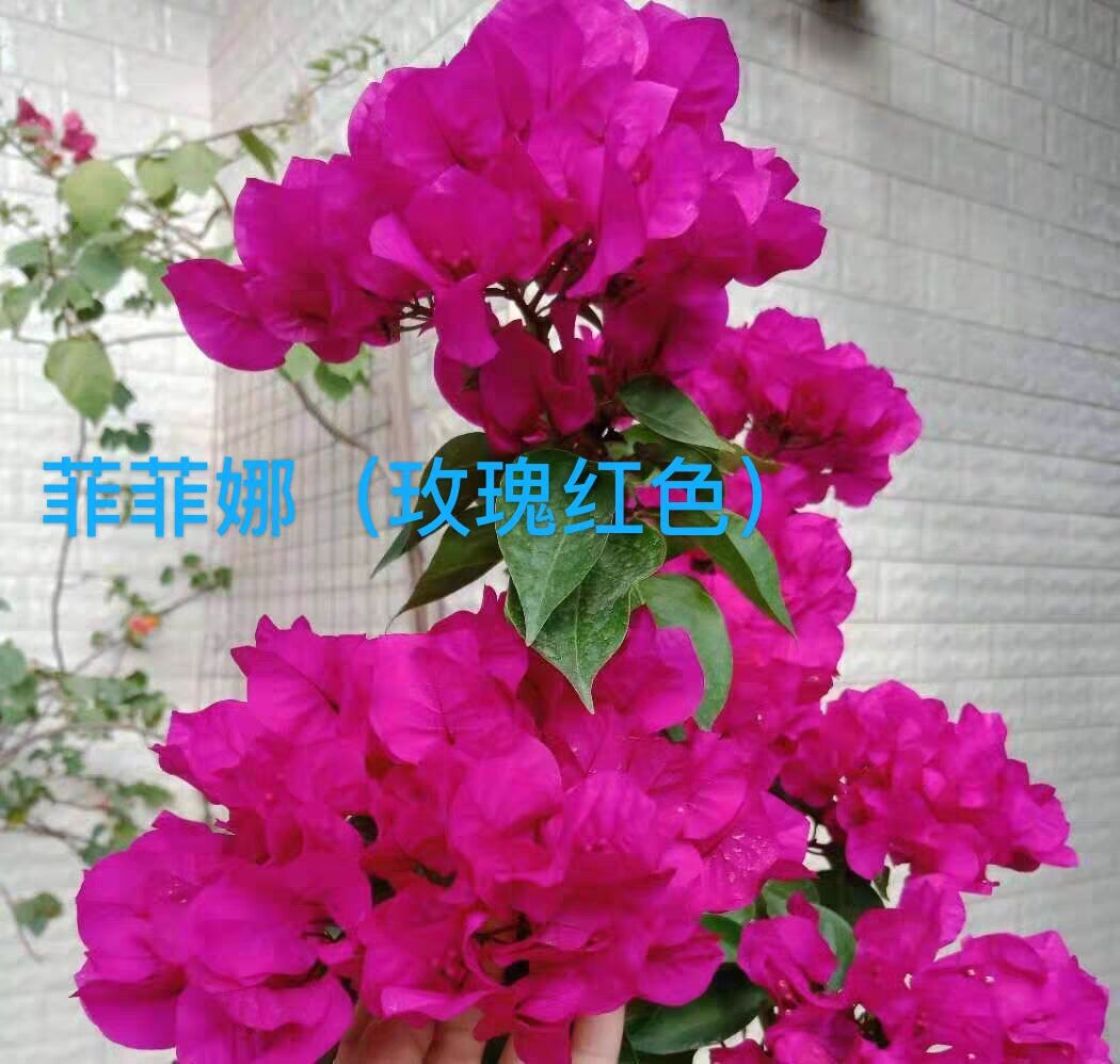 菲菲娜三角梅