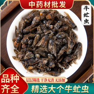 牛虻虫正品 原料抵挡丸吸血水蛭大个牛虻虫大黄桃仁抵当汤中药材