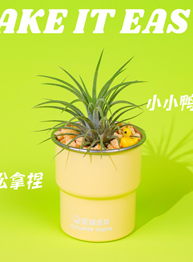 氧植青年小小鸭梨空气凤梨盆栽办公室桌面懒人植物解压可爱小绿植