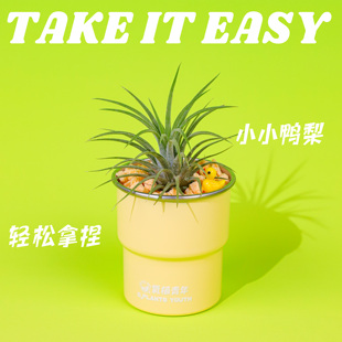 氧植青年小小鸭梨空气凤梨盆栽办公室桌面懒人植物解压可爱小绿植