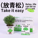 入植放轻松青松雾凇绿植办公室桌面小盆栽情绪稳定植物送礼物礼品