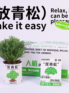 入植放轻松青松雾凇绿植办公室桌面小盆栽情绪稳定植物送礼物礼品