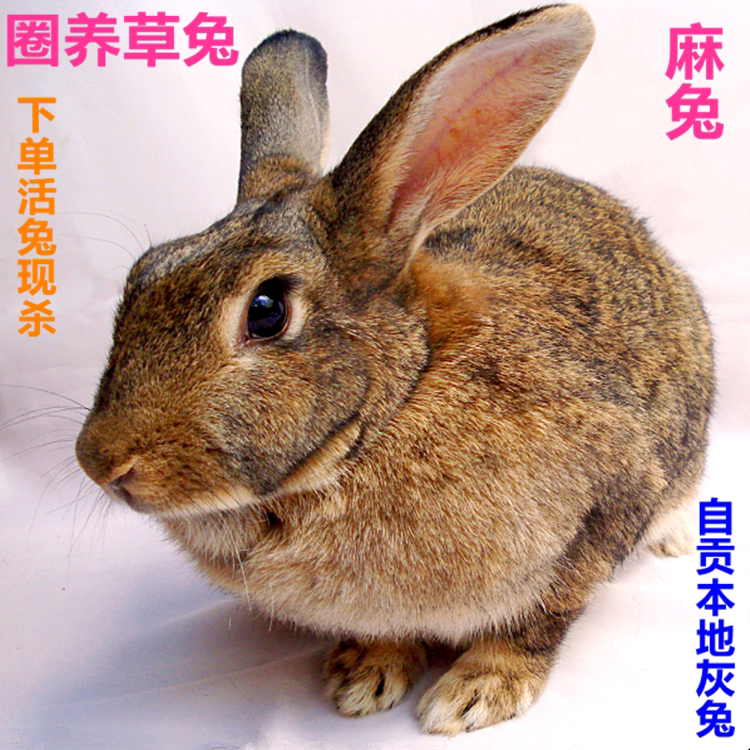 农家圈养草兔自贡本地兔新鲜老兔子现杀兔肉整只滋补养生真空包邮