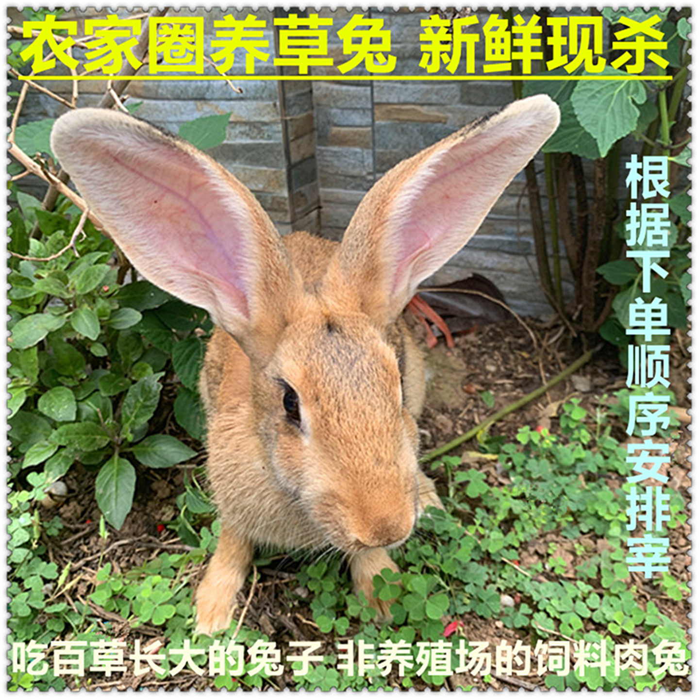 农家圈养草兔肉灰兔新鲜现杀兔子肉净重3斤/只含兔头内脏生鲜包邮