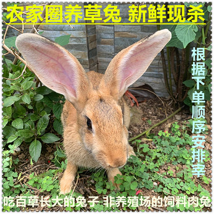 农家圈养草兔肉灰兔新鲜现杀兔子肉净重3斤/只含兔头内脏生鲜包邮