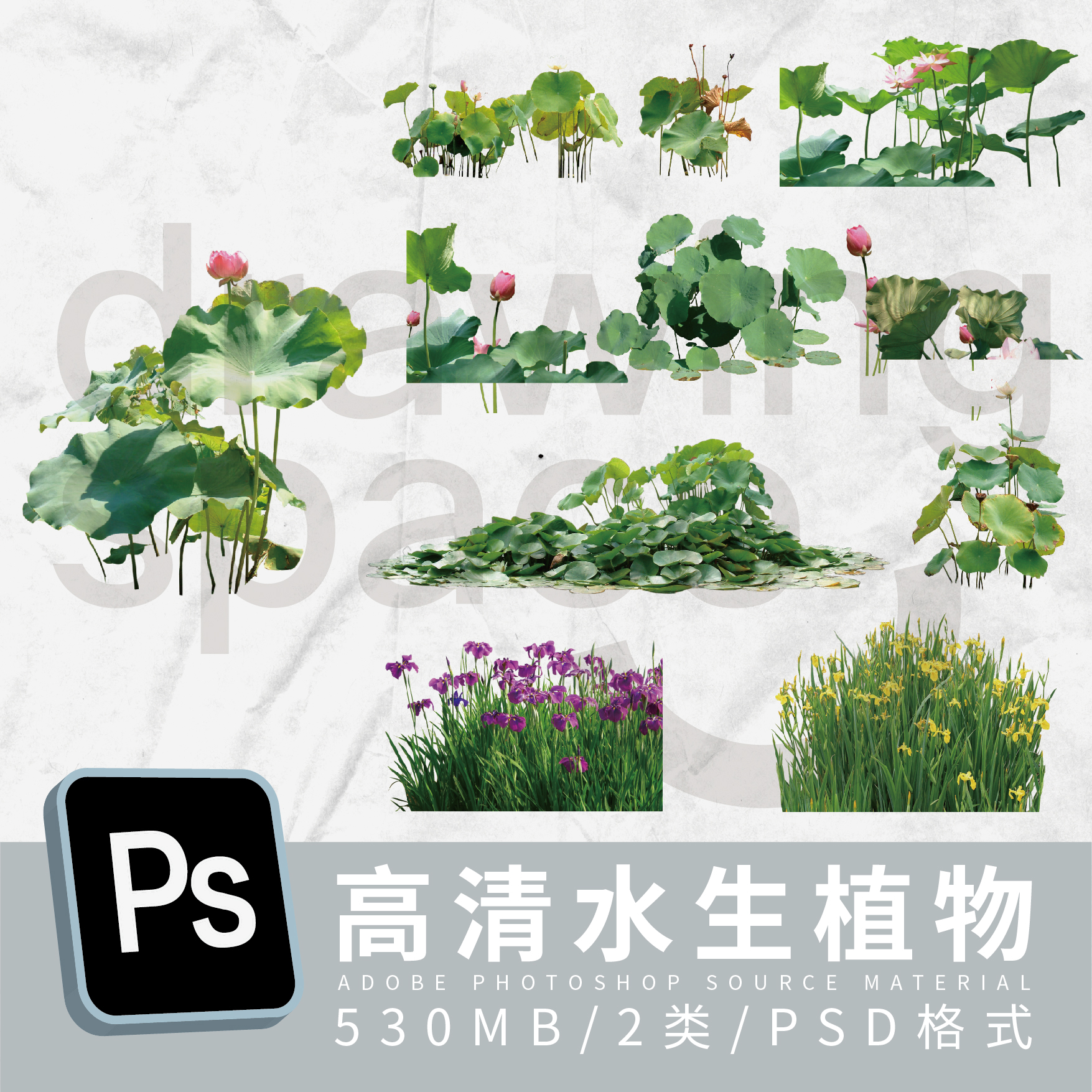 高清水生植物素材psd各式/荷花荷叶/芦苇/水草/睡莲