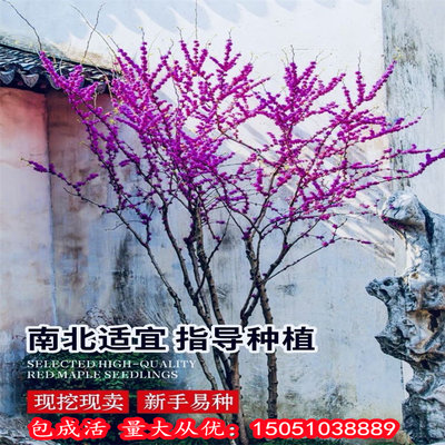 紫荆花春季赏花四季种植耐寒易活