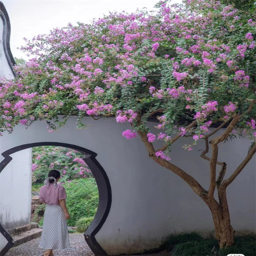 紫薇树苗耐寒易活庭院名贵树种