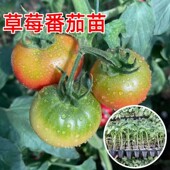 草莓番茄苗秧苗水果口感西红柿子幼苗铁皮绿腚四季 播种山东蔬菜苗