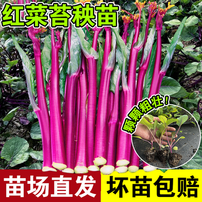 四季秋季苗子菜苔耐寒阳台种籽菜苔苗红庭院洪山蔬菜秧苗播种盆栽