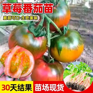 草莓番茄苗秧苗铁皮西红柿秧子绿腚柿子千禧圣女果种籽苗盆栽菜苗