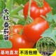 大红番茄苗秧苗老品种西红柿苗石盾柿子苗四季 阳台盆栽种植蔬菜苗