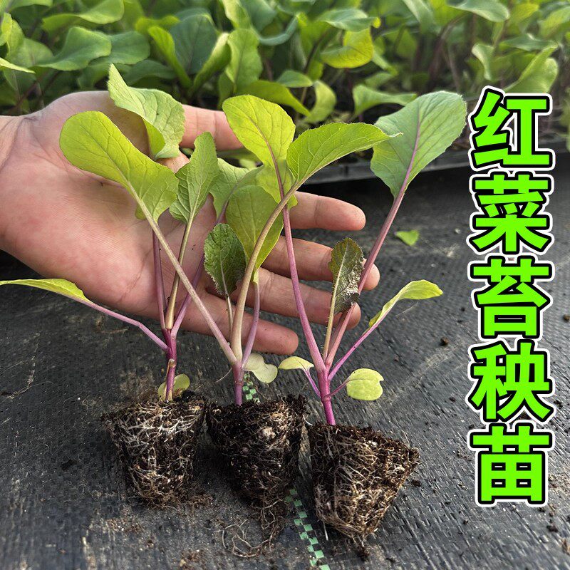 新鲜红菜苔蔬菜苗带土优质苗柳叶家庭园艺种子