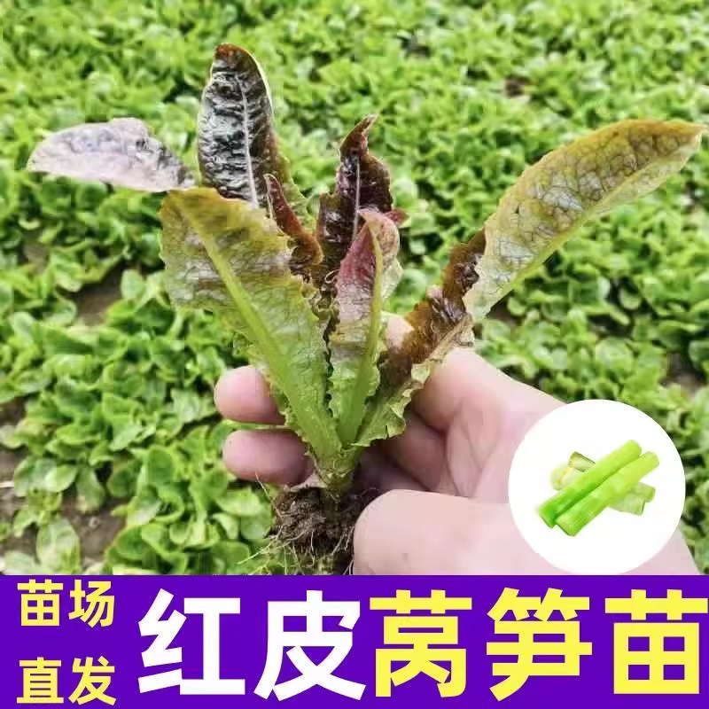 红皮莴笋莴苗青皮莴笋苣秧苗红叶莴笋秋冬季蔬菜菜苗批发耐寒耐热