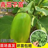 绿冠青茄子苗秧灯泡绿茄秧嫁接绿灌长圆茄苗四季 种阳台盆栽蔬菜苗
