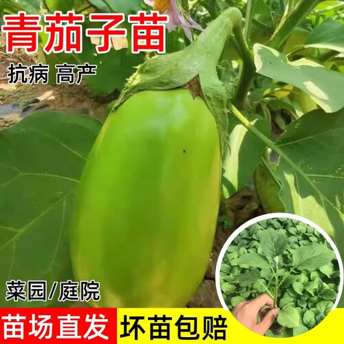 绿冠青茄子苗嫁接四季种阳台盆栽