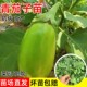 绿冠青茄子苗秧灯泡绿茄秧嫁接绿灌长圆茄苗四季 种阳台盆栽蔬菜苗