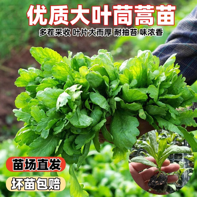 茼蒿菜苗阳台蔬菜苗秧苗小叶茼蒿苗大叶茼蒿苗耐寒带土发货盆栽苗