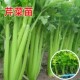 老品种芹菜苗根四季 小香芹种子籽实心西芹幼苗春秋盆栽蔬菜苗孑秧
