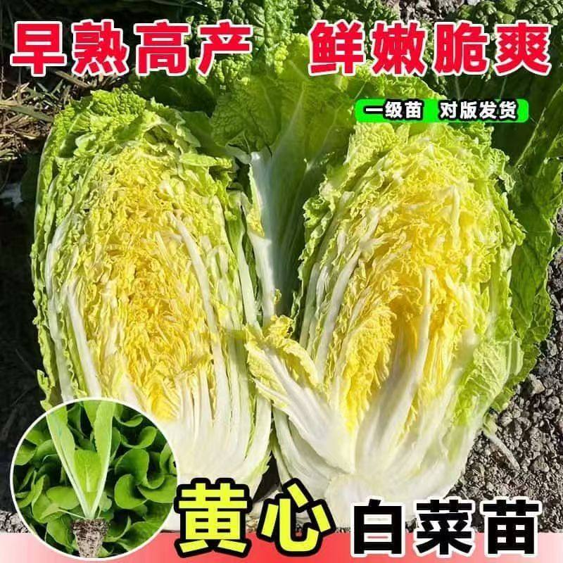 早熟黄心大白菜苗秧苗四季高产抗病盆栽耐寒本地大白菜苗娃娃菜苗