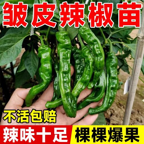 皱皮辣椒苗四季高产特辣各种本地土辣椒苗秧苗魔鬼薄皮螺丝小米辣