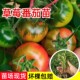 草莓番茄苗秧苗铁皮西红柿秧子绿腚柿子千禧圣女果种籽苗盆栽菜苗